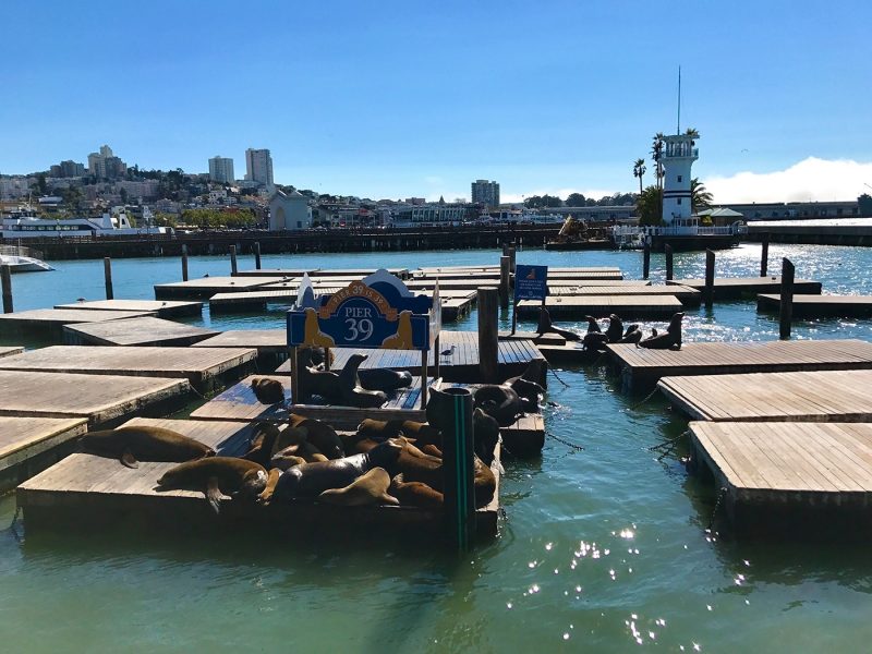 Sea lions on Pier 39