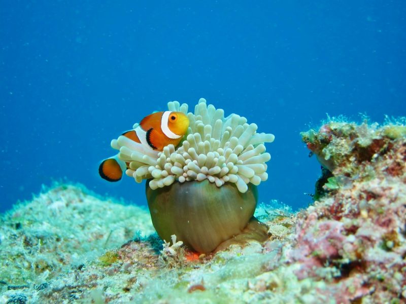 Orange and white clownfish in the coral reef around Okinawa