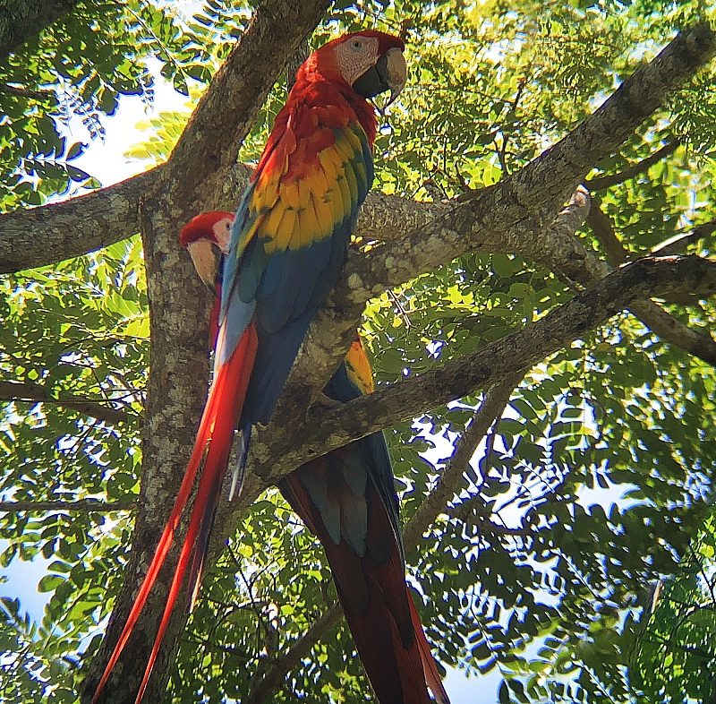 Parrots in Puntarenas, Costa Rica