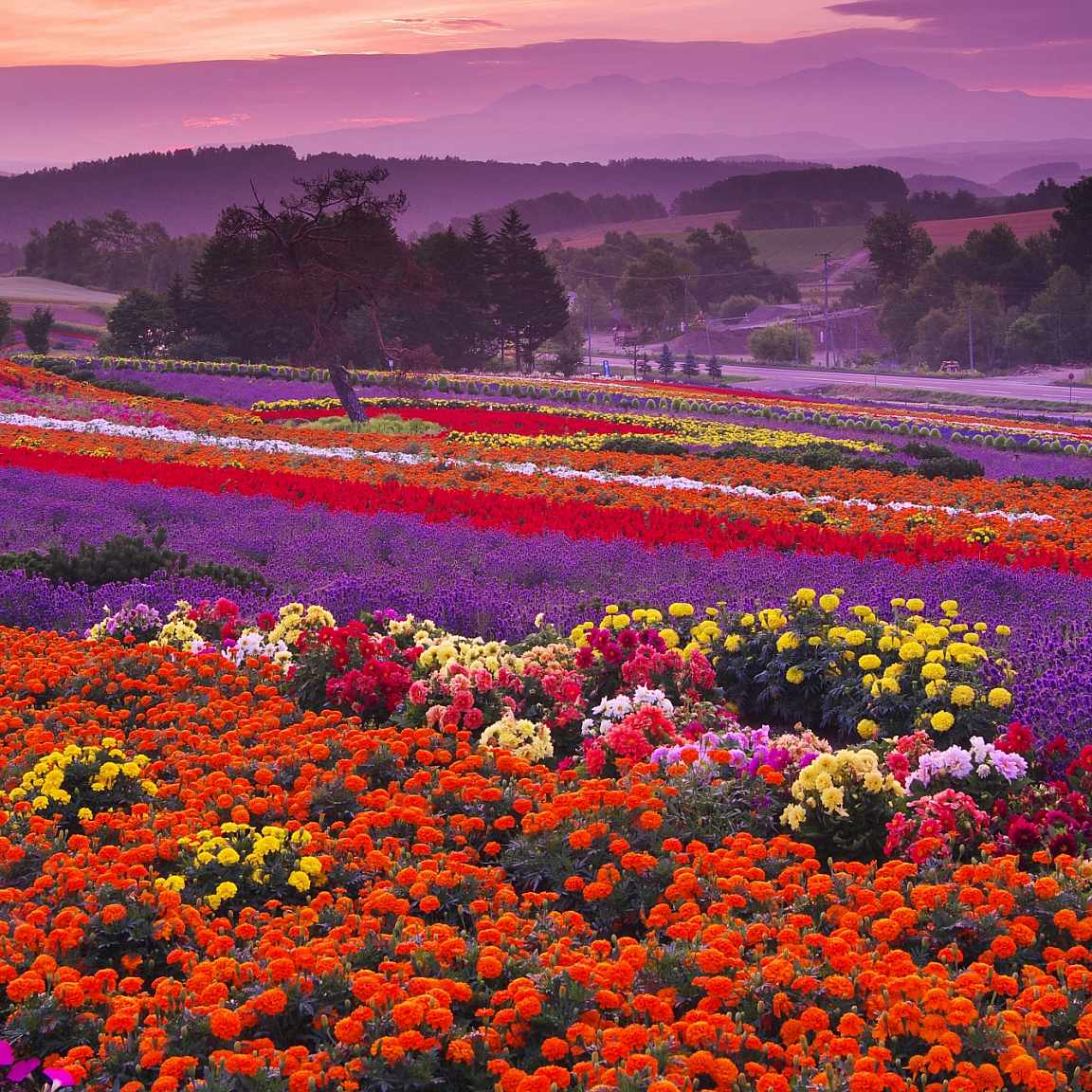 One for the bucket list: Japanese floral fields | Journey Magazine