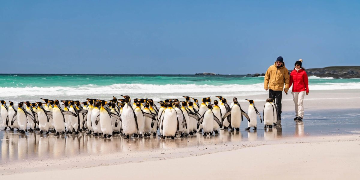 A colony of penguins in Antarctica