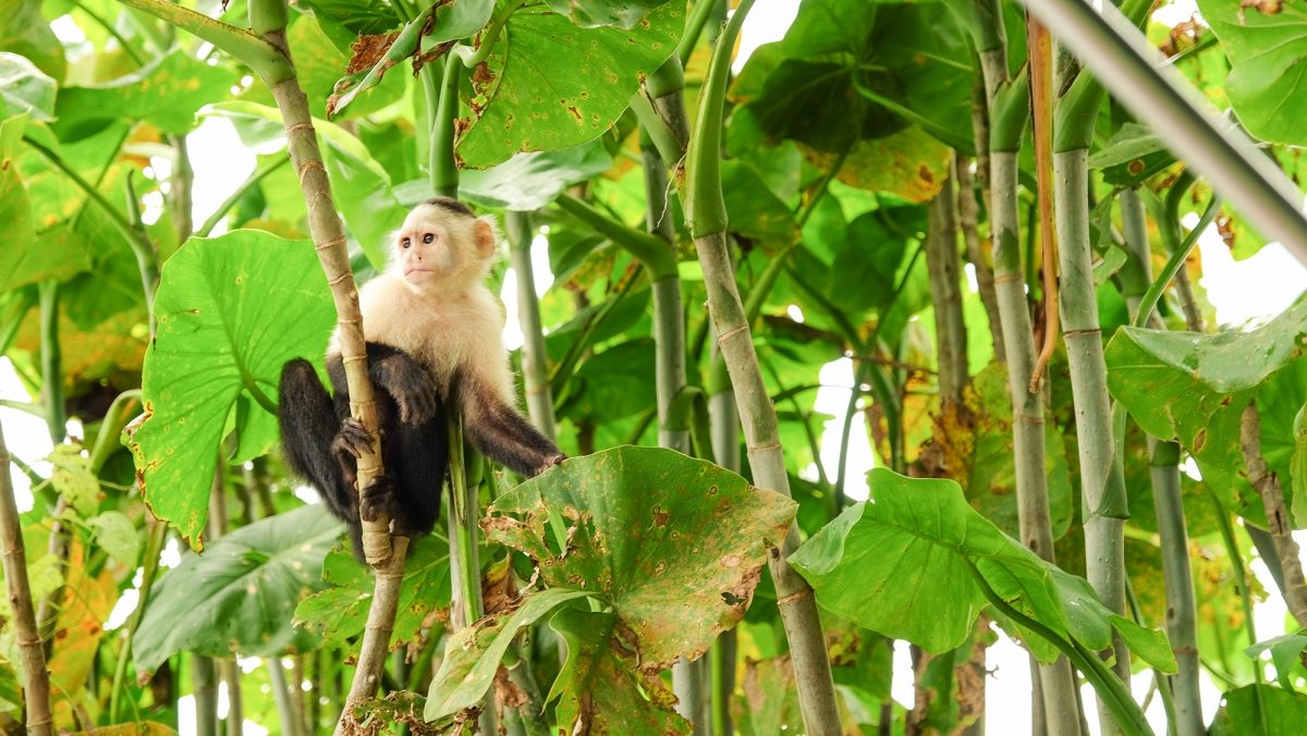 Monkey sat in branches of rainforest in Panama