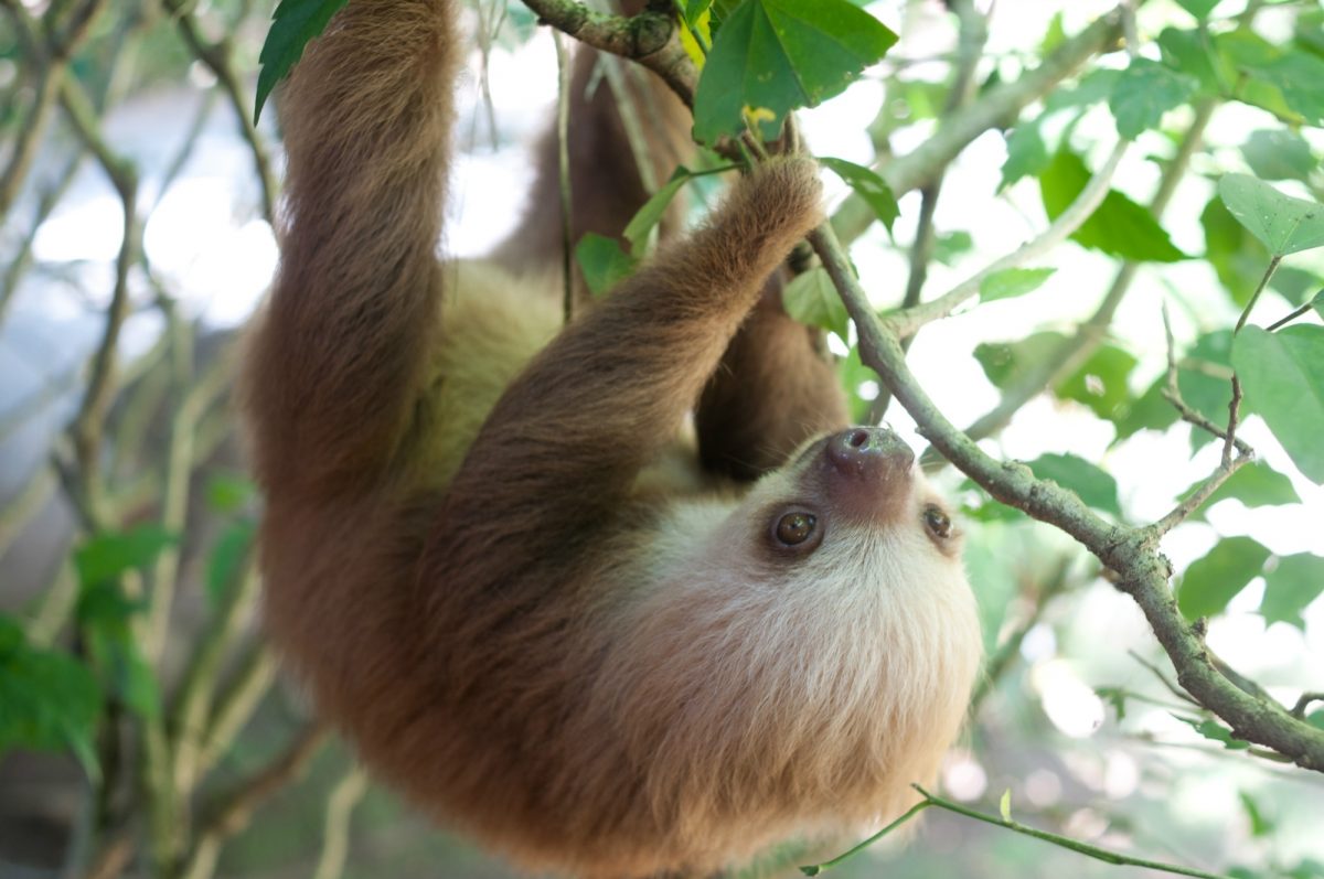 Sloth in Costa rica