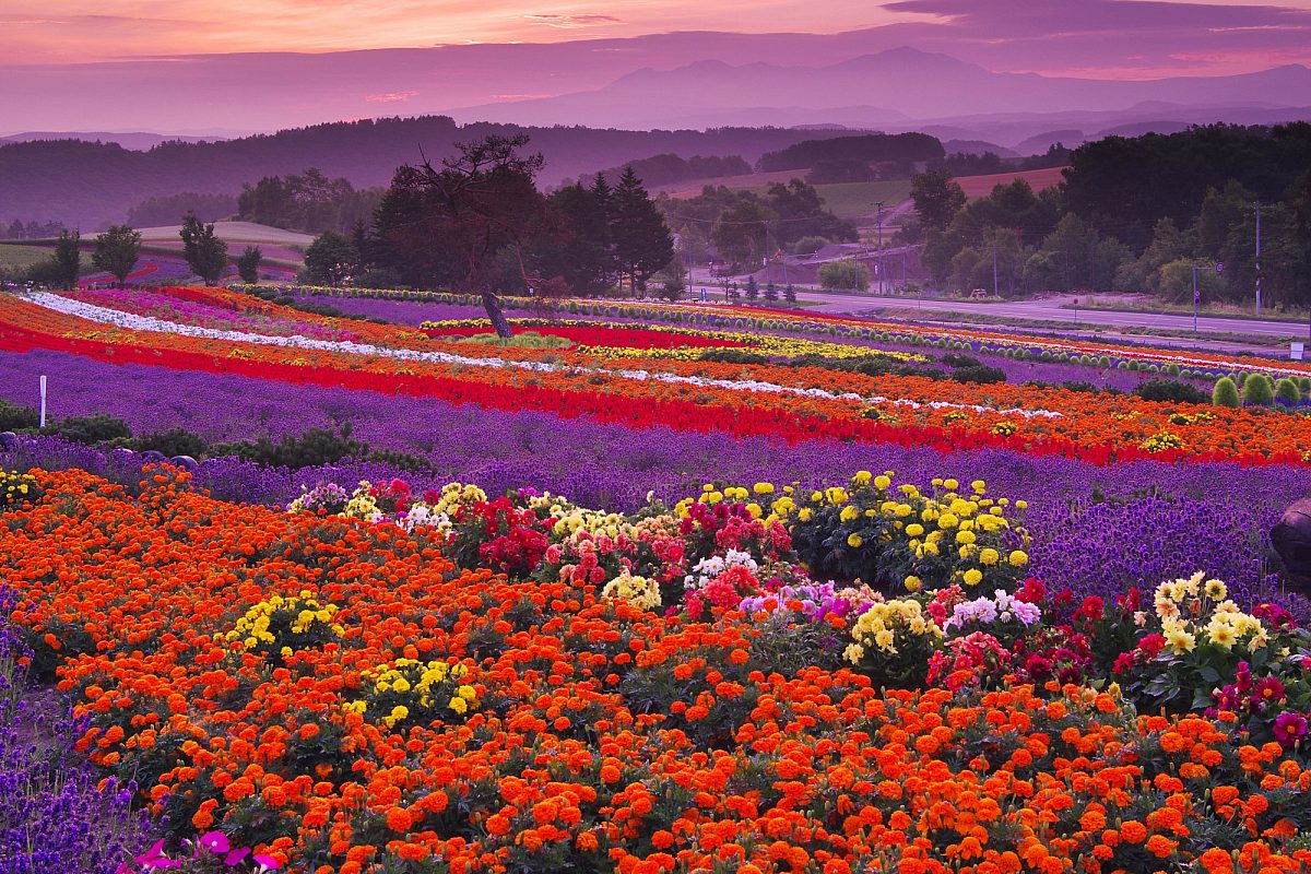 Hokkaido floral field