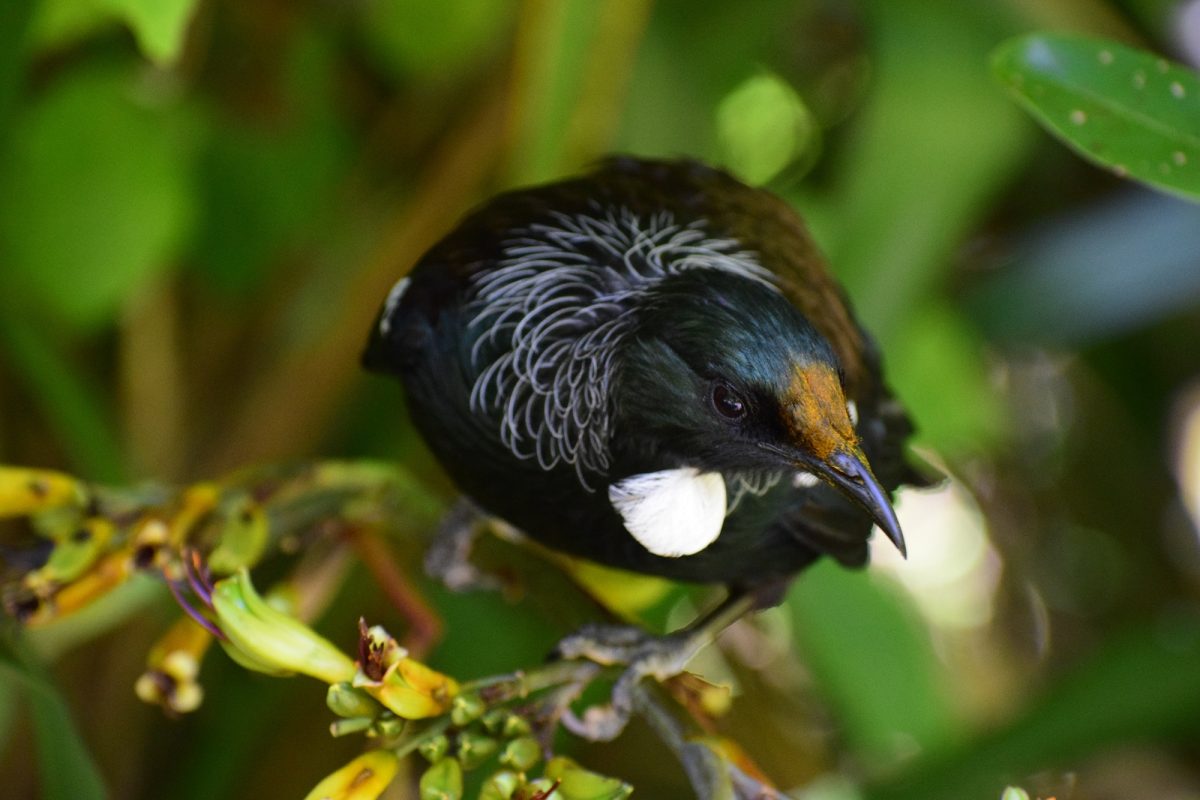 Tui bird in New Zealand