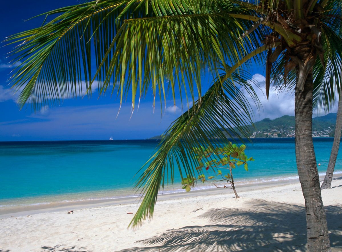 White sand and a palm tree on Grand Anse in Grenada