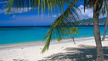 White sand and a palm tree on Grand Anse in Grenada