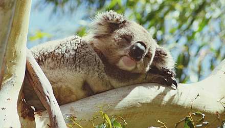 Koala asleep on branch
