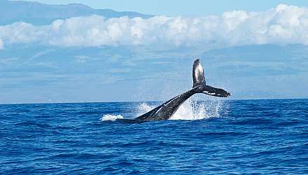 Whale breaching in Maui