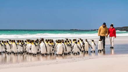 A colony of penguins in Antarctica