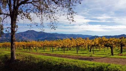 Vineyards in California's Napa Valley