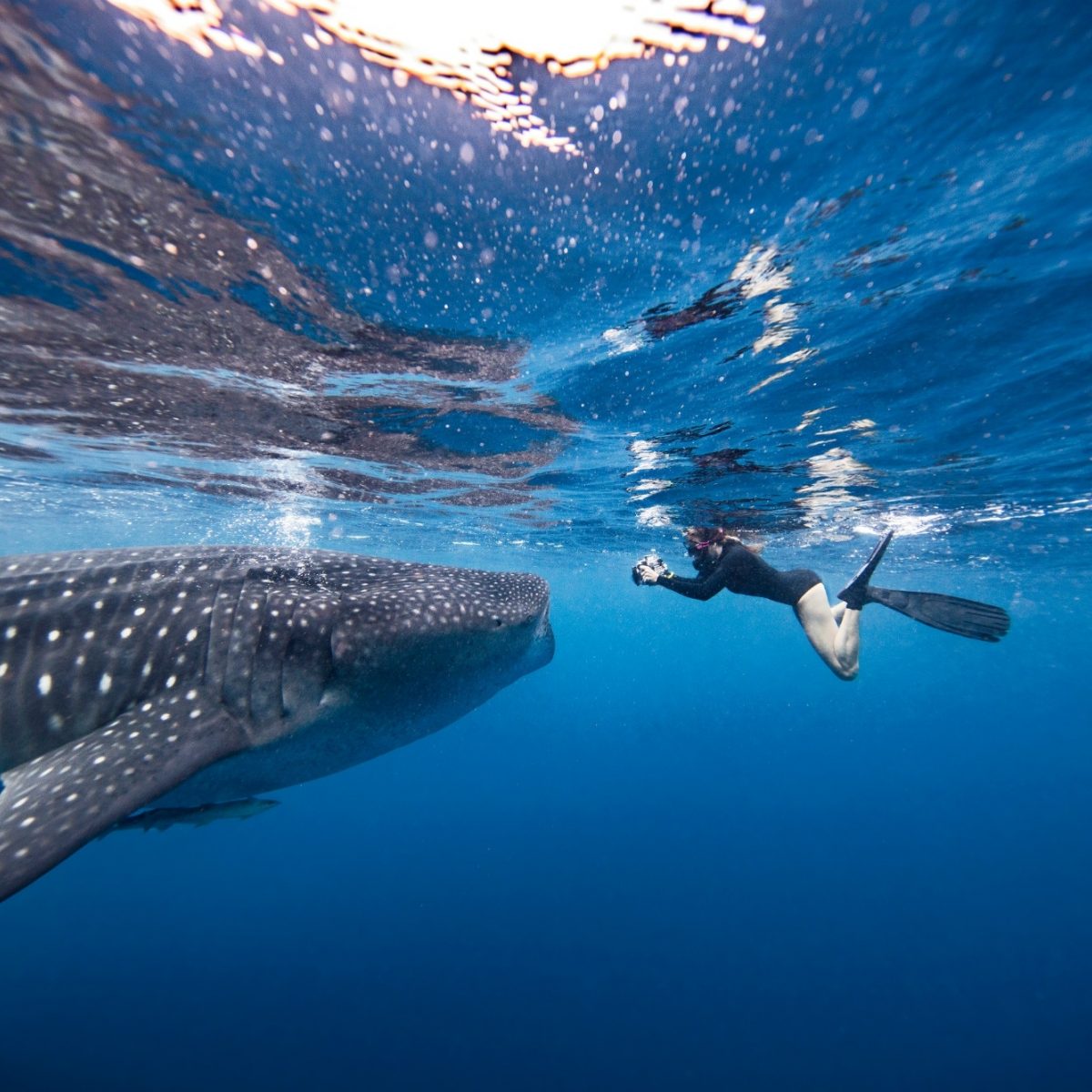 Three of the best places in the world to swim with sharks | Journey ...